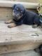 Rottweiler Puppies for sale in Finlayson, MN 55735, USA. price: NA
