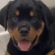 Rottweiler Puppies for sale in North Hollywood, CA 91607, USA. price: NA