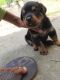 Rottweiler Puppies for sale in Greater Noida, Uttar Pradesh, India. price: 10000 INR