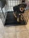 Rottweiler Puppies for sale in Temple, TX, USA. price: $600
