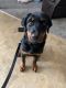 Rottweiler Puppies for sale in Aurora, IL, USA. price: NA