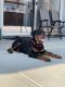 Rottweiler Puppies for sale in Fresno County, CA, USA. price: $3,000