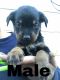 Rottweiler Puppies for sale in 613 7th Ave, Midvale, UT 84047, USA. price: NA