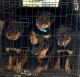 Rottweiler Puppies for sale in Louisville, KY, USA. price: NA
