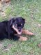 Rottweiler Puppies for sale in Linwood, MI 48634, USA. price: NA