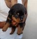Rottweiler Puppies for sale in Vrindavan Colony Rd, Vrindavan Colony, Lucknow, Uttar Pradesh 226029, India. price: 22000 INR
