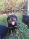 Rottweiler Puppies for sale in Oakridge, OR, USA. price: NA