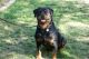 Rottweiler Puppies for sale in Carlsbad, CA, USA. price: $950