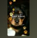 Rottweiler Puppies for sale in Center Ridge, AR 72027, USA. price: $800