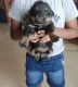 Rottweiler Puppies for sale in 3rd Cross Rd, Banjara Residency, Lakeview Residency, Bengaluru, Karnataka 560043, India. price: 20000 INR