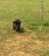 Rottweiler Puppies for sale in Centreville, AL 35042, USA. price: $850