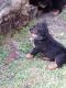 Rottweiler Puppies for sale in Linwood, MI 48634, USA. price: $850