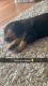 Rottweiler Puppies for sale in 311 Timber Ridge Dr, Thomasville, GA 31757, USA. price: $650