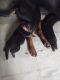Rottweiler Puppies for sale in Sri Nagar Main Rd, Sri Nagar, Gajuwaka, Visakhapatnam, Andhra Pradesh, India. price: 30000 INR