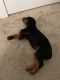 Rottweiler Puppies for sale in Huntersville, NC 28078, USA. price: $1,000