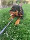 Rottweiler Puppies for sale in Bel Air, MD 21014, USA. price: NA