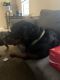 Rottweiler Puppies for sale in 12733 Sandpebble Cir, Newport News, VA 23606, USA. price: NA