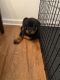 Rottweiler Puppies for sale in York, PA, USA. price: NA