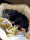 Rottweiler Puppies for sale in Norcross, GA, USA. price: NA