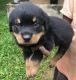 Rottweiler Puppies for sale in Visakhapatnam, Andhra Pradesh, India. price: NA