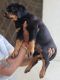 Rottweiler Puppies for sale in Bhopal, Madhya Pradesh, India. price: NA