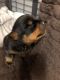 Rottweiler Puppies for sale in Colorado Springs, CO, USA. price: NA