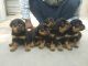 Rottweiler Puppies for sale in Kurbarahalli, Karnataka 561203, India. price: 28000 INR