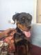 Rottweiler Puppies for sale in Koundampalayam, Coimbatore, Tamil Nadu, India. price: 35000 INR