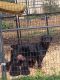 Rottweiler Puppies for sale in Elkton, VA 22827, USA. price: $1,800