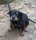 Rottweiler Puppies for sale in Attingal, Kerala, India. price: 28000 INR