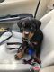 Rottweiler Puppies for sale in Fountain, CO, USA. price: $2,000