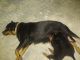 Rottweiler Puppies for sale in Ullal Main Rd, Muneshwaranagar, Jnana Ganga Nagar, Bengaluru, Karnataka, India. price: 16000 INR