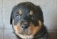 Rottweiler Puppies for sale in Hurt, VA 24563, USA. price: NA