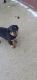 Rottweiler Puppies for sale in Greenfield, IL 62044, USA. price: $1,000