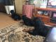 Rottweiler Puppies for sale in Lanham, MD 20706, USA. price: $1,200