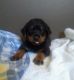 Rottweiler Puppies for sale in Creedmoor, NC 27522, USA. price: NA