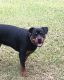 Rottweiler Puppies for sale in Ocala, FL, USA. price: $2,300