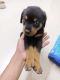 Rottweiler Puppies for sale in Newtown, Kolkata, West Bengal, India. price: 30000 INR
