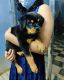Rottweiler Puppies for sale in Thrissur, Kerala, India. price: 25000 INR