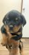 Rottweiler Puppies for sale in Houston, TX 77022, USA. price: NA