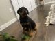 Rottweiler Puppies for sale in Parker, CO 80134, USA. price: NA