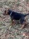 Rottweiler Puppies for sale in Charlotte, NC, USA. price: $500