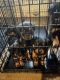 Rottweiler Puppies for sale in 2388 Durango Rd SW, Atlanta, GA 30331, USA. price: $1,000