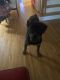 Rottweiler Puppies for sale in Staten Island, NY, USA. price: NA