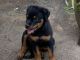 Rottweiler Puppies for sale in Morjim, Goa 403519, India. price: 14000 INR
