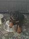Rottweiler Puppies for sale in Leadville, CO 80461, USA. price: NA