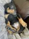 Rottweiler Puppies for sale in Freeport, IL 61032, USA. price: NA