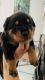Rottweiler Puppies for sale in Rio Vista, CA 94571, USA. price: NA
