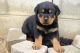 Rottweiler Puppies for sale in Ashburn, VA, USA. price: $750