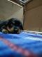 Rottweiler Puppies for sale in Amarjyothi Nagar, Tumakuru, Karnataka, India. price: 15000 INR